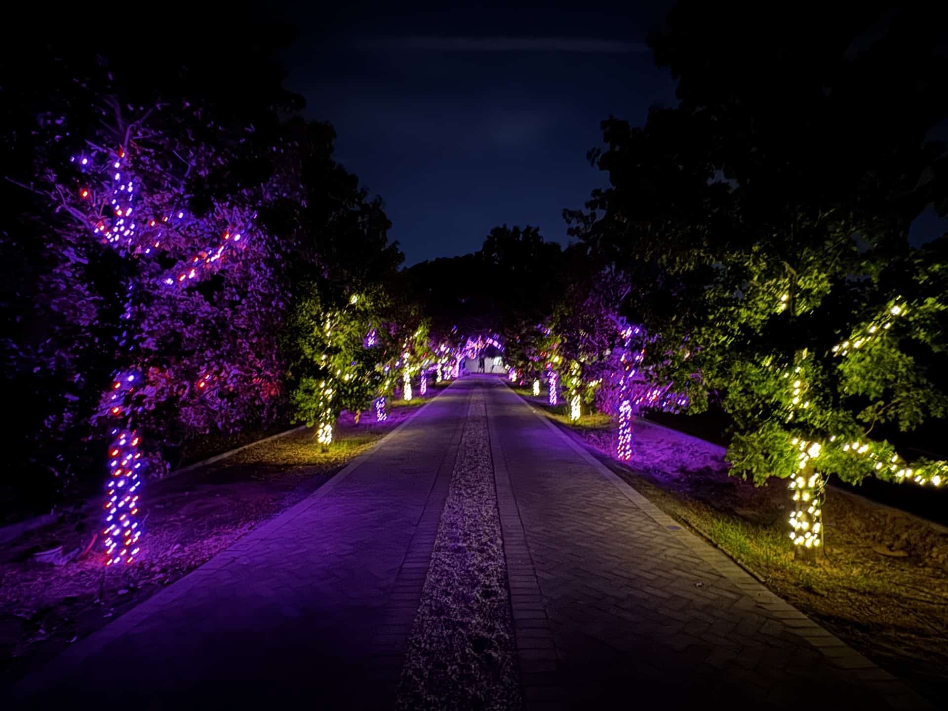 Purple Yard Lighting_Higgins Lighting Purple Yard Lighting